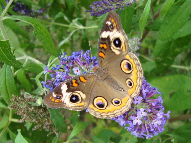 Butterfly Lauren Flax